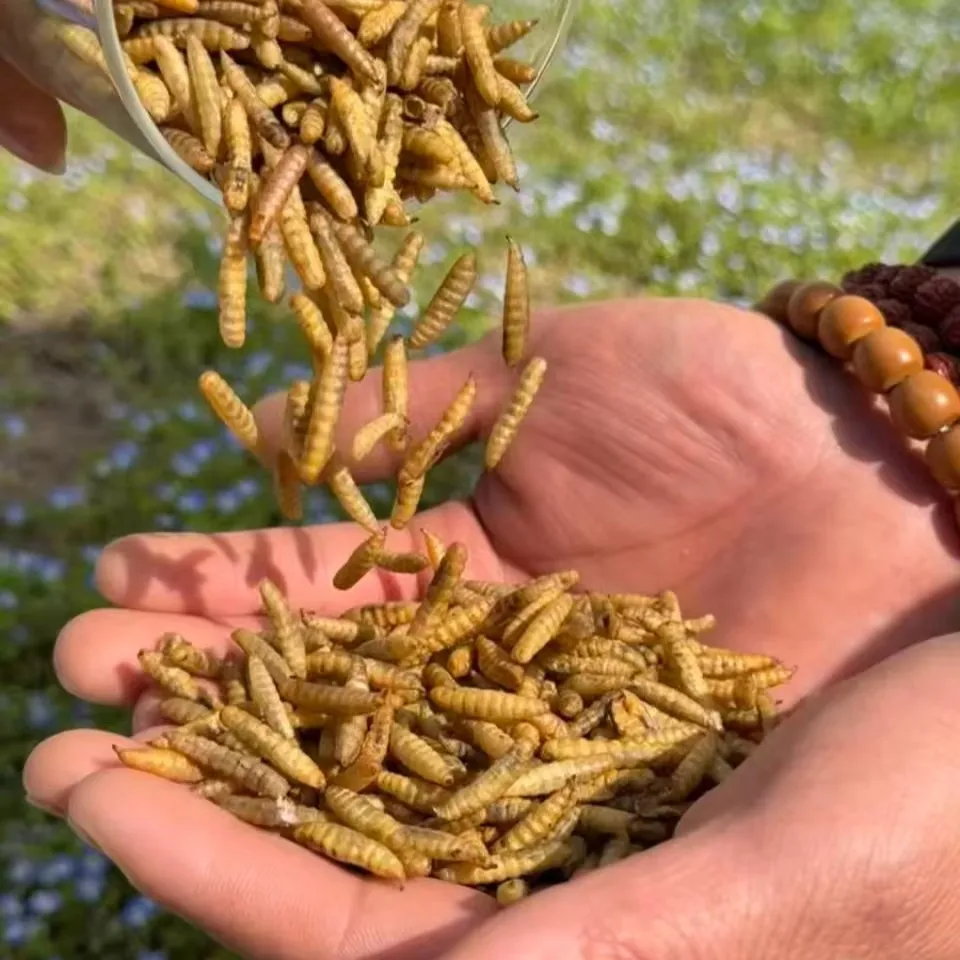 Black Soldier Fly Larvae — Bulk Supplier for Reptile Farming
