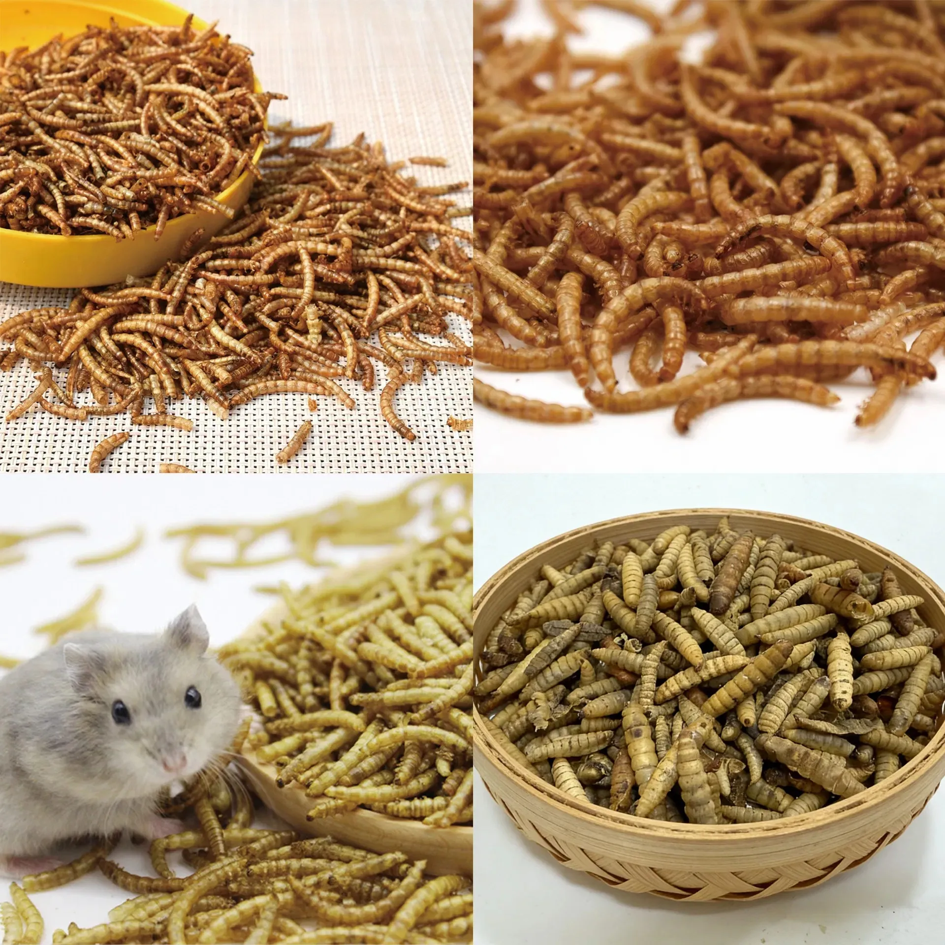 Non-additive yellow mealworms, used as animal feed image thumbnail
