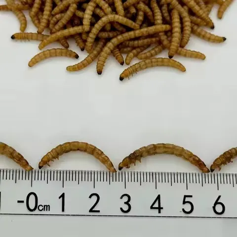 Organic mealworms, used in organic animal feed image thumbnail