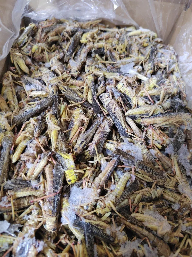 Dried Grasshoppers for Commercial Reptile Breeding image thumbnail