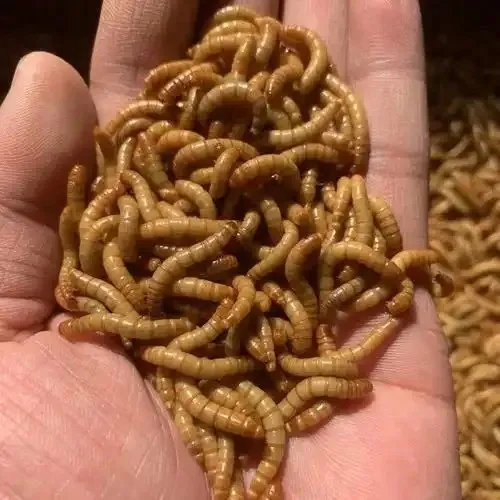 Black Soldier Fly Larvae for Broiler Chicken Feed image thumbnail