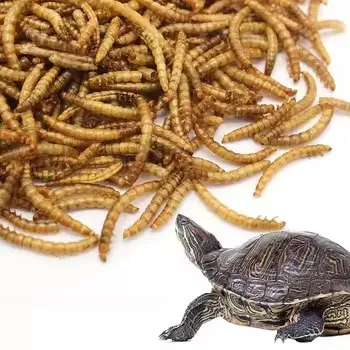 premium dried mealworms supplier image thumbnail