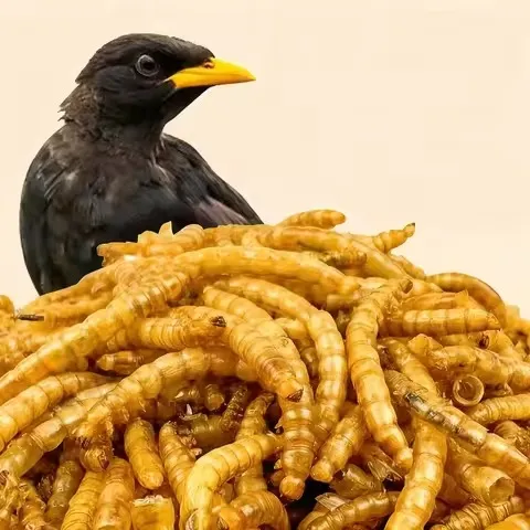 Black Soldier Fly Larvae — Bulk Supplier for Reptile Farming image thumbnail