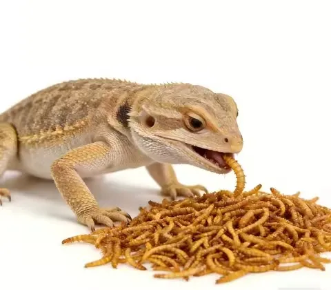 Black Soldier Fly Larvae for Broiler Chicken Feed