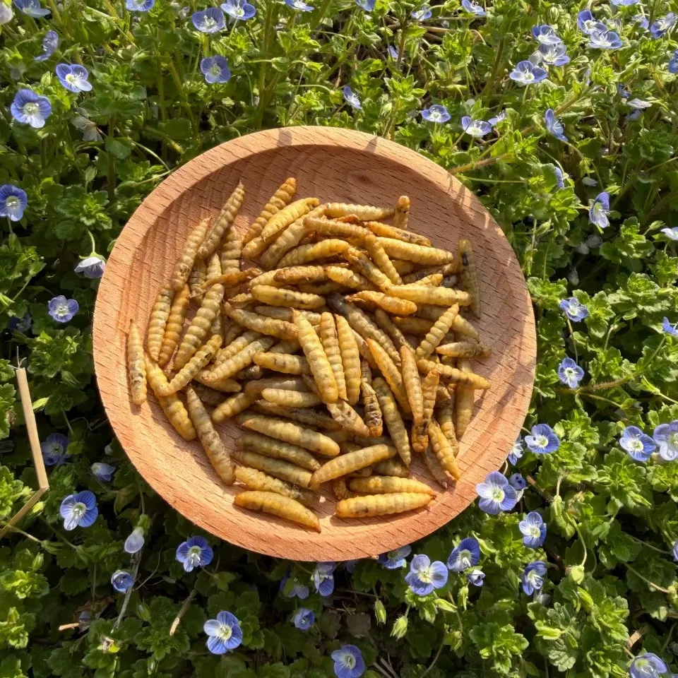 Organic mealworms, used in organic animal feed
