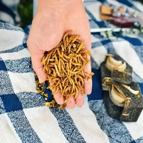 Black Soldier Fly Larvae — Bulk Supplier for Reptile Farming image thumbnail