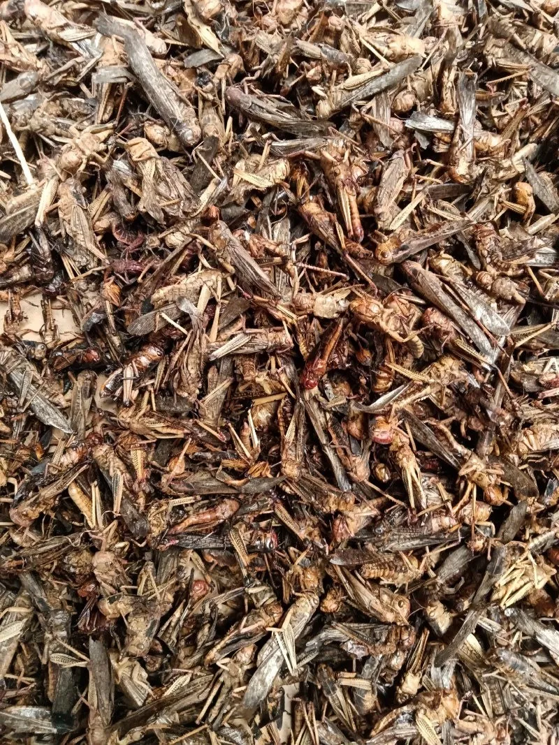 Dried Grasshoppers for Commercial Reptile Breeding image thumbnail