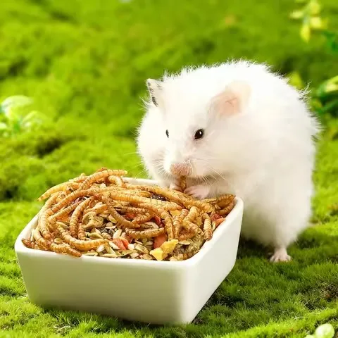 premium dried mealworms supplier image thumbnail