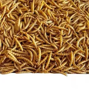 Fresh live protein insect worm image thumbnail