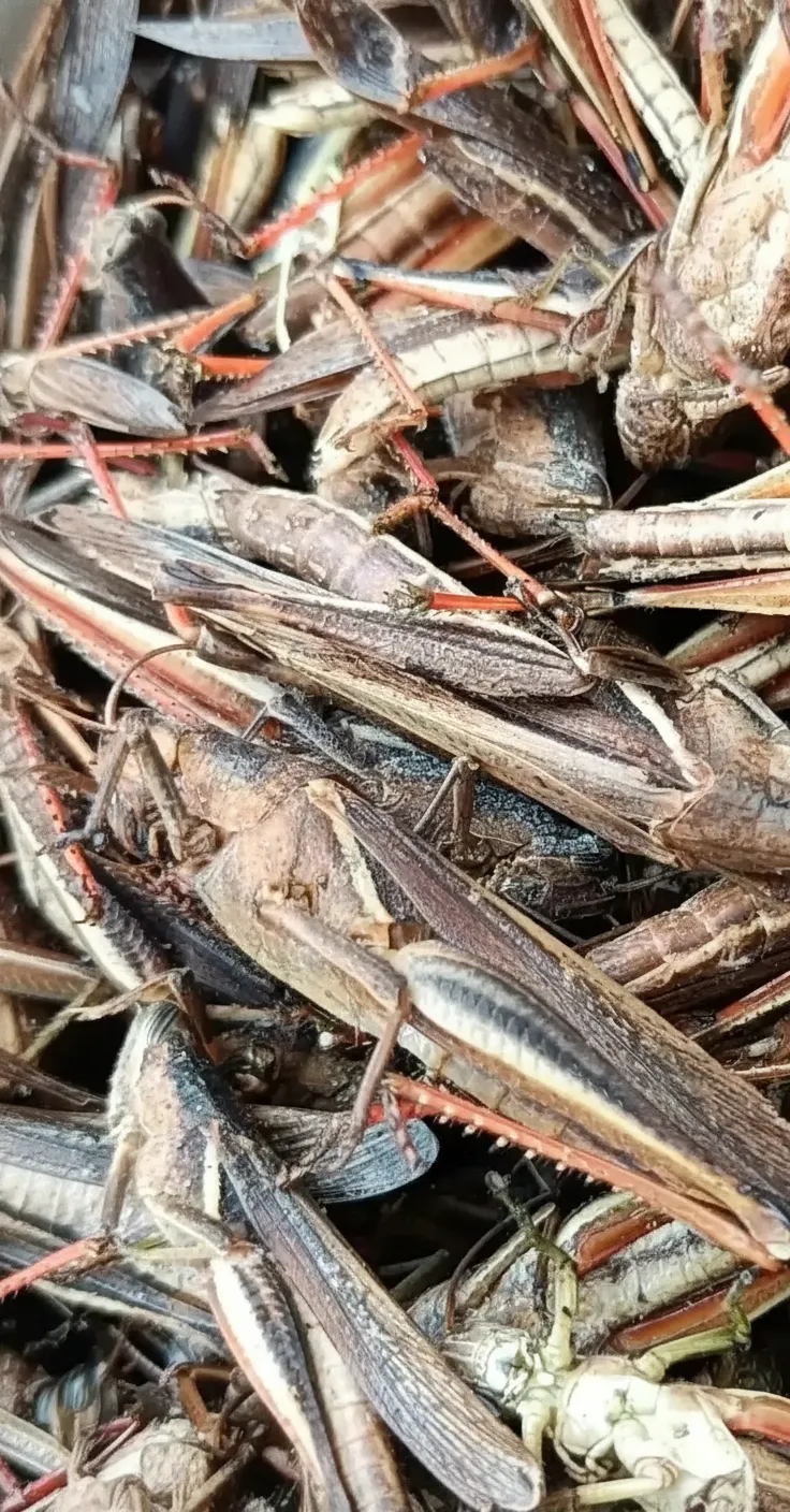 Exotic Pet Grasshopper Snacks image thumbnail