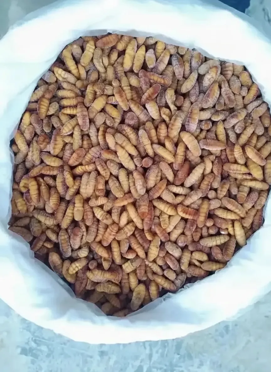 High-Protein Dried Silkworm Pupae image thumbnail