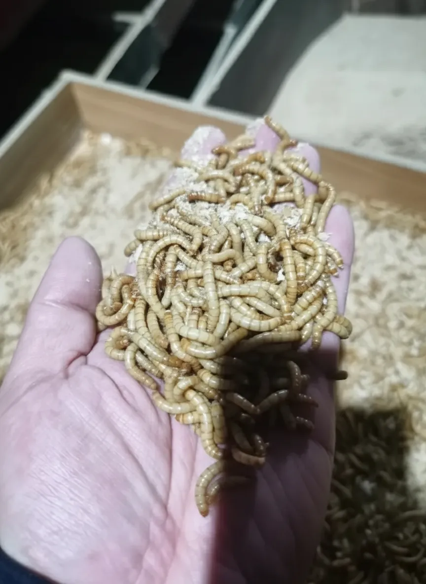 Live protein worm for reptile