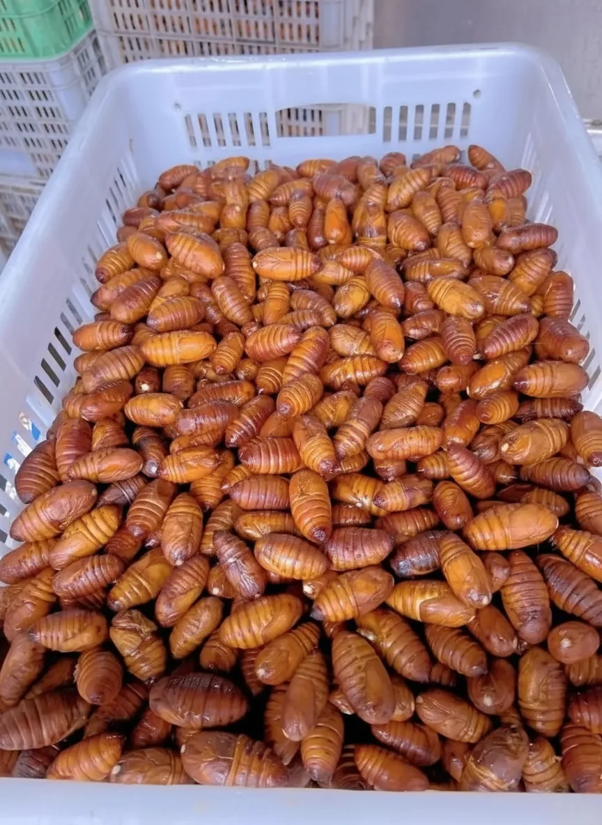 Vacuum-Packed Silkworm Pupae image thumbnail