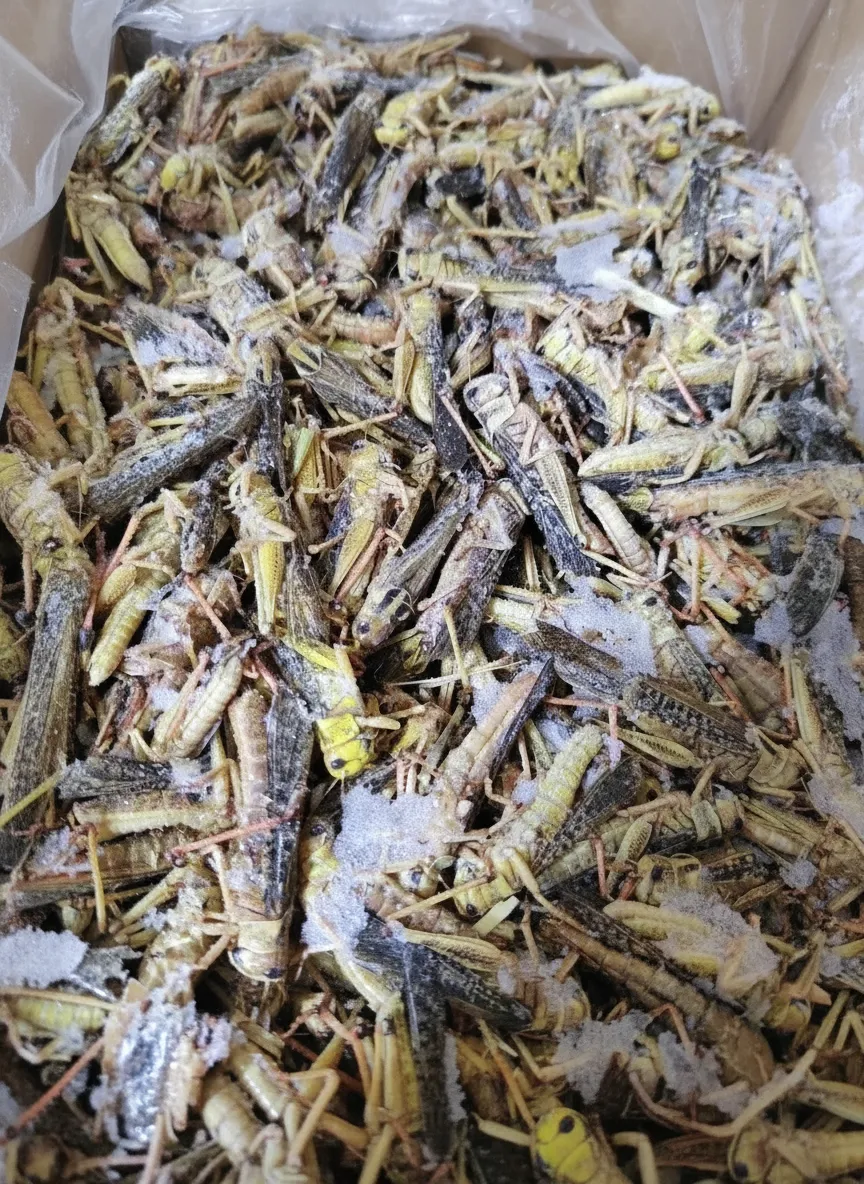 Exotic Pet Grasshopper Snacks image thumbnail