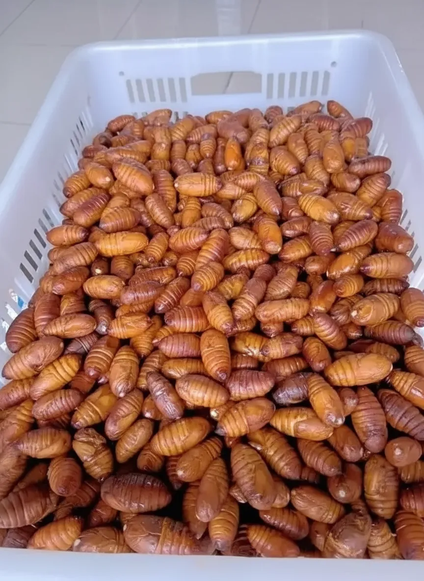 High-Protein Dried Silkworm Pupae image thumbnail